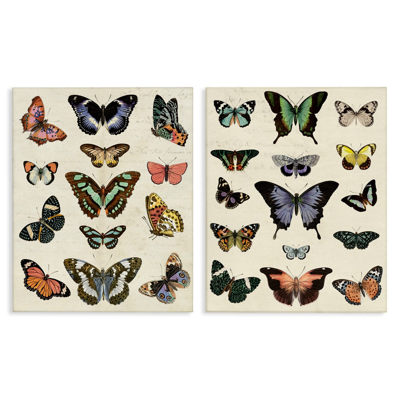 Stupell Industries Antique Butterfly Collection 2pc Canvas Wall Art Set Design by Susan Arnot